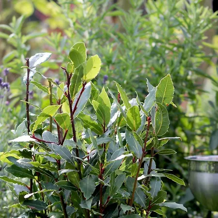 Alter Hof Am Elbdeich 3* Unbesandten