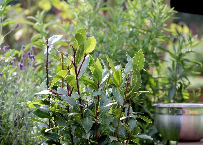 Alter Hof Am Elbdeich 3* Unbesandten