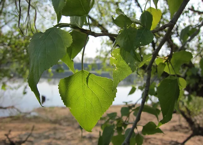 Alter Hof Am Elbdeich Unbesandten